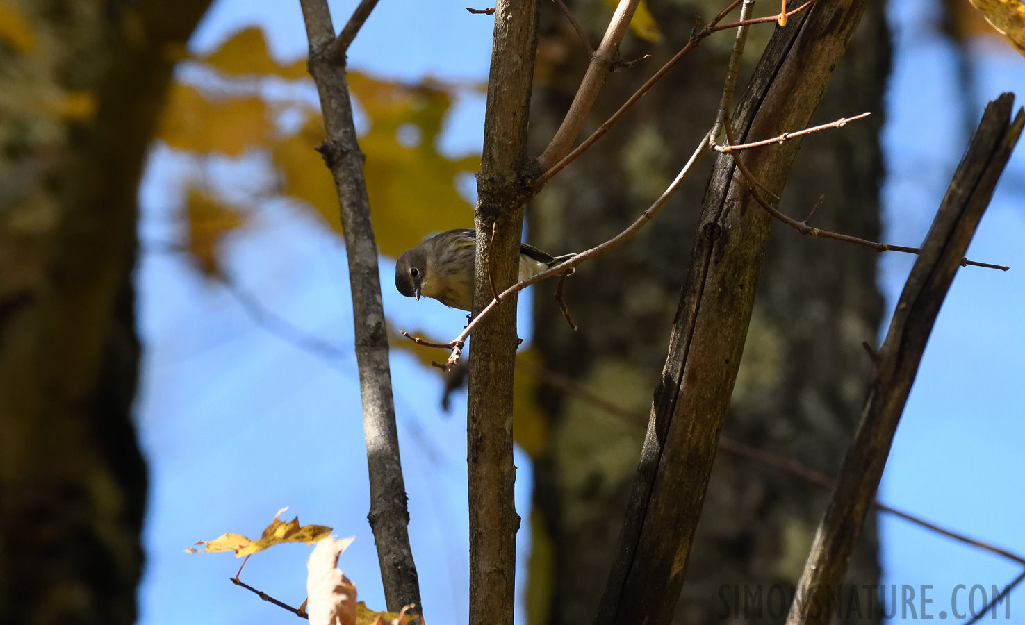 Setophaga coronata [400 mm, 1/1250 Sek. bei f / 8.0, ISO 1600]